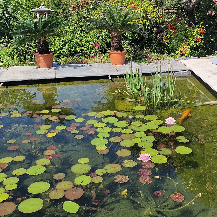 Auffray Paysage : entretien jardin à Sainte-Maxime & Saint-Tropez (83)