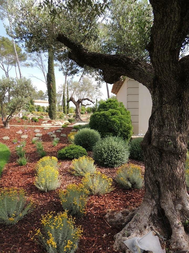 Aménagement Jardin Méditerranéen avec Olivier et Fleurs Jardin avec olivier centenaire, santolines jaunes et arbustes sur paillage de copeaux de bois marron.