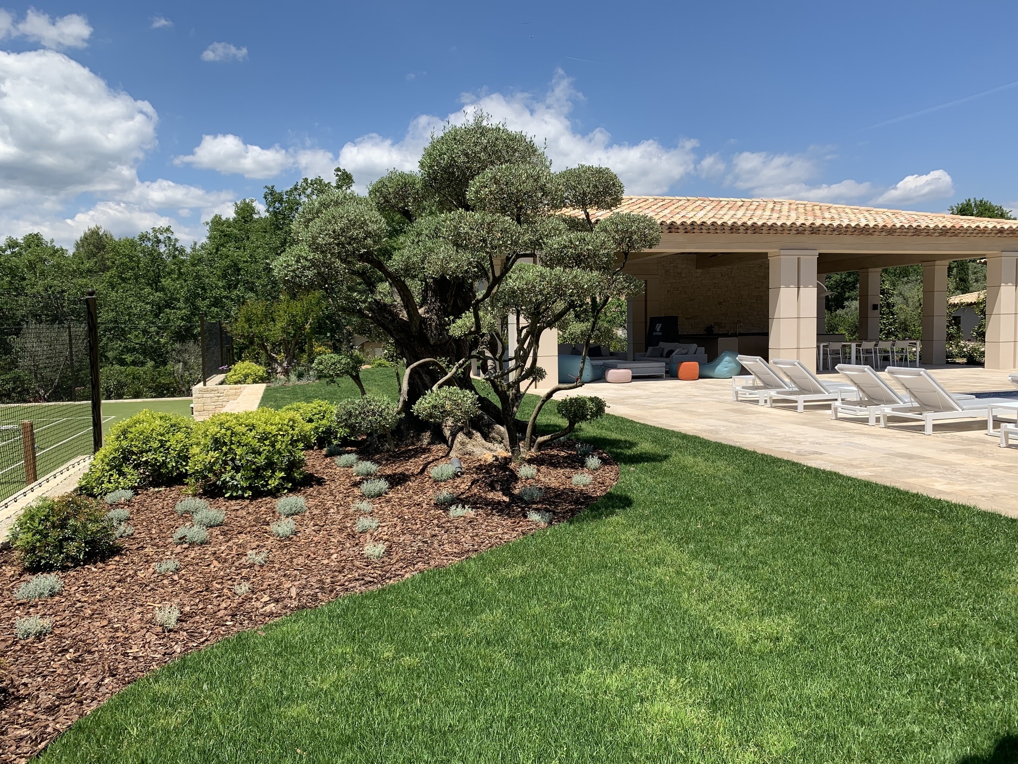 Jardin de luxe avec olivier sculpté et villa moderne Olivier sculpté dans un jardin luxueux avec pelouse, terrasse en pierre et villa moderne sous ciel bleu.